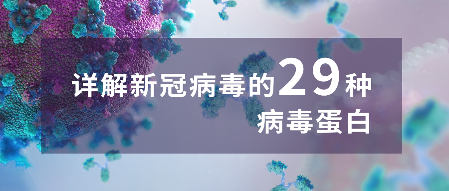 载体家小课堂 | 详解SARS-CoV-2的29种病毒蛋白