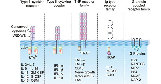 细胞因子受体的五种典型结构