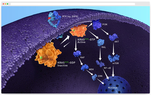 超全KRAS突变蛋白，助力KRAS靶向药物研发