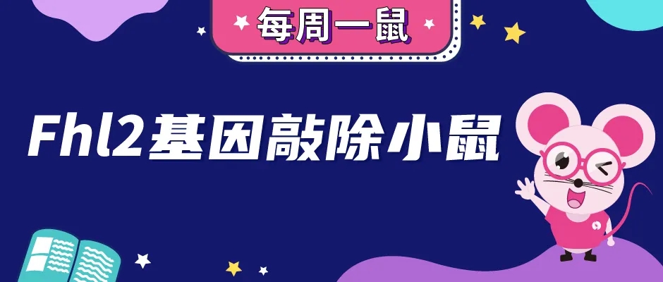 Fhl2基因敲除小鼠