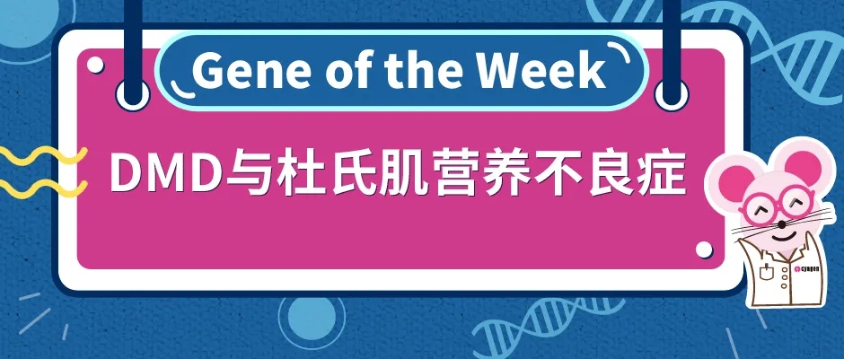 DMD基因敲除小鼠助力杜氏肌营养不良症的研究