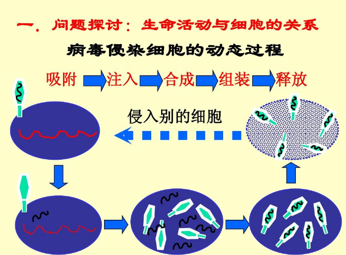 细胞培养中由血清引起的细胞生长状态不佳及病毒滴度的影响表现哪几个方面