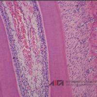 大鼠磨牙HE染色