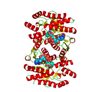 NADP-苹果酸脱氢酶（NADP-MDH）样本测定的准备及操作步骤