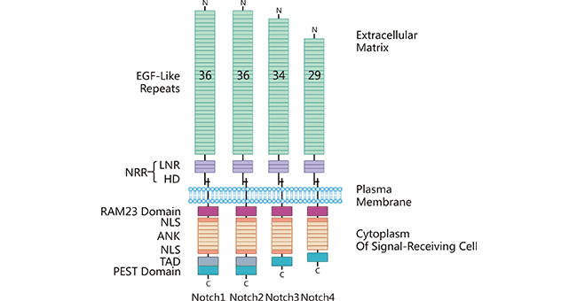 受体Notch1-4结构