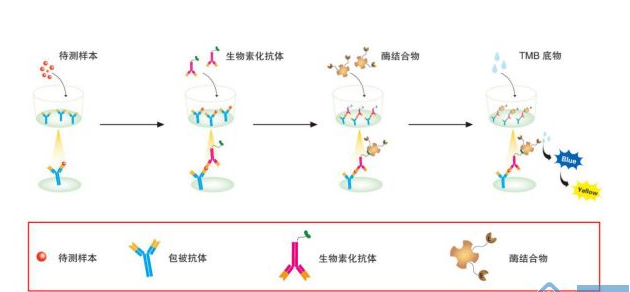 小鼠脂蛋白脂酶ELISA检测试剂盒使用方法