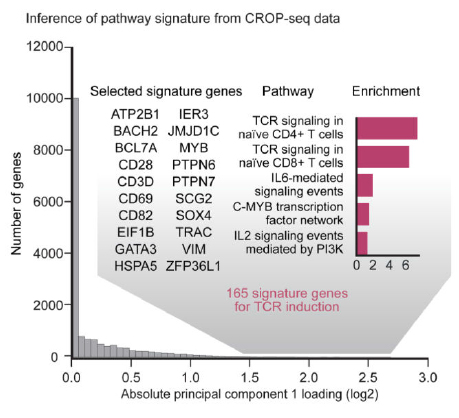 CROP-seq:CRISPR筛选+单细胞RNA-seq=无