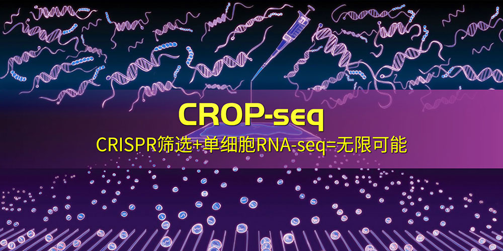 Perturb Seq Crop Seq