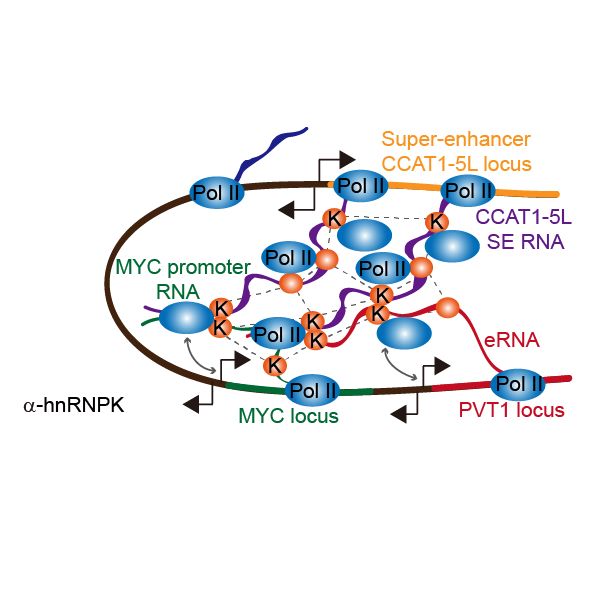 RNA与RNA相互作用 RIC-seq
