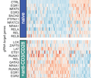 CROP-seq:CRISPR筛选+单细胞RNA-seq=无