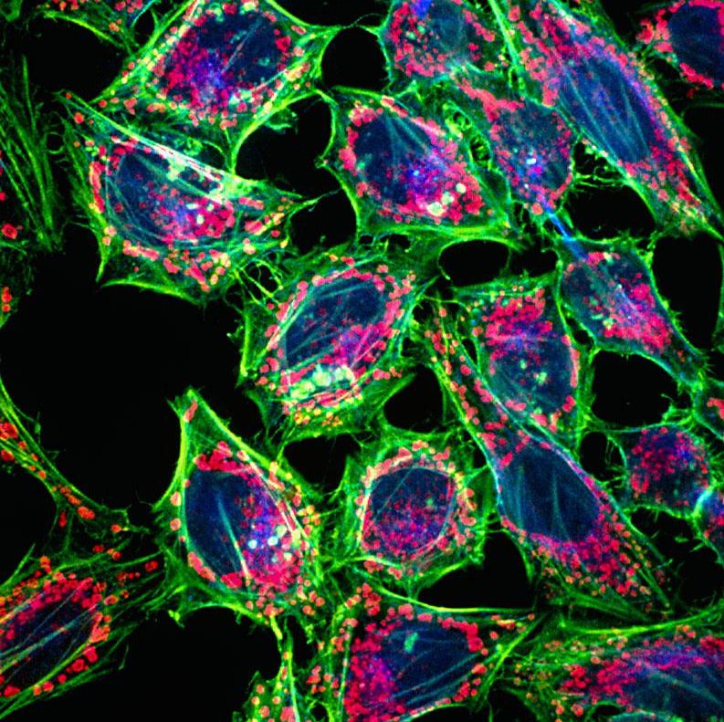 大鼠肾脏巨噬细胞