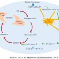 细胞焦亡（pyroptosis）