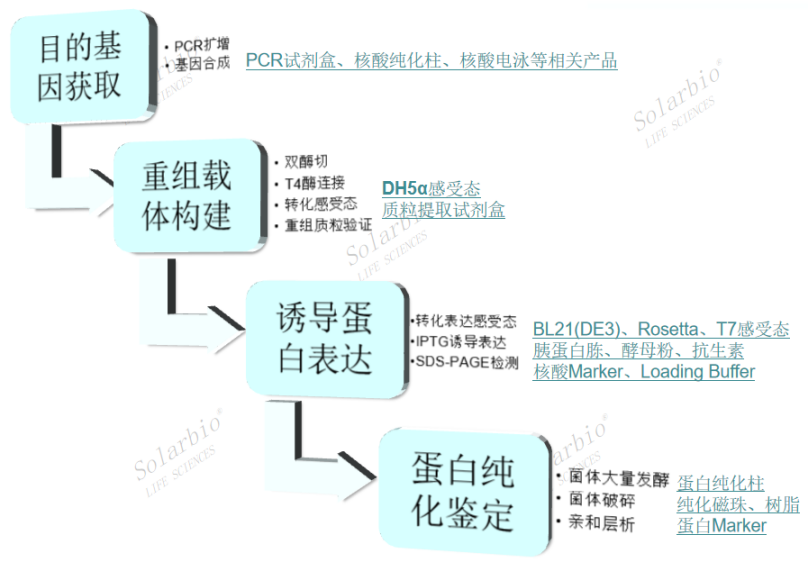 热点产品|原核重组蛋白-β tubulin