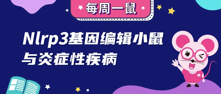 Nlrp3基因敲除小鼠与炎症性疾病