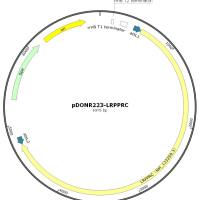 pENTR223-LRPPRC人源基因质粒
