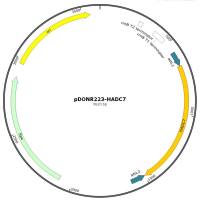 pENTR223-HDAC7人源基因质粒