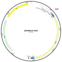 pENTR223-AGK人源基因质粒