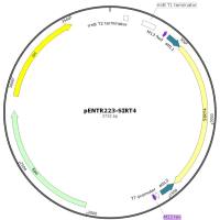 pENTR223-SIRT4人源基因质粒
