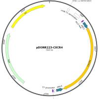 pENTR223-CXCR4人源基因质粒
