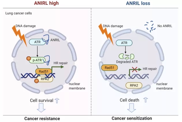 lncRNA研究进展盘点（20210708）