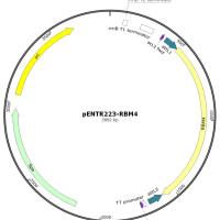 pENTR223-RBM4人源基因质粒
