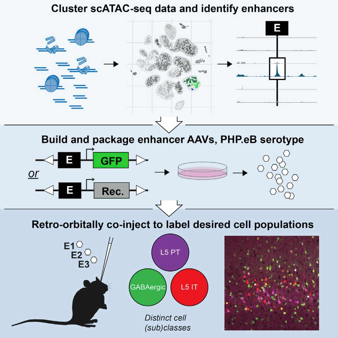 【枢密产品】 新型增强子病毒，实现亚细胞类型特异性标记！