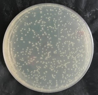 质粒菌株产品操作说明