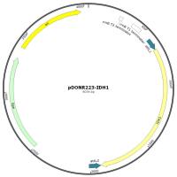 pENTR223-IDH1人源基因质粒