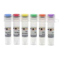 QuickMutation™ Plus基因定点突变试剂盒