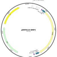 pENTR223-BMP4人源基因质粒