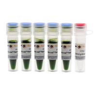 Easy-Load™ Blood Direct PCR Master Mix (2X)