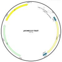 pENTR223-TIGIT人源基因质粒