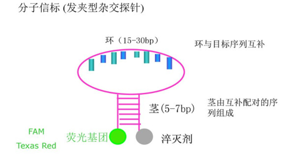 用于 RT-qPCR 的 TaqMan? 探针和分子信标.jpg