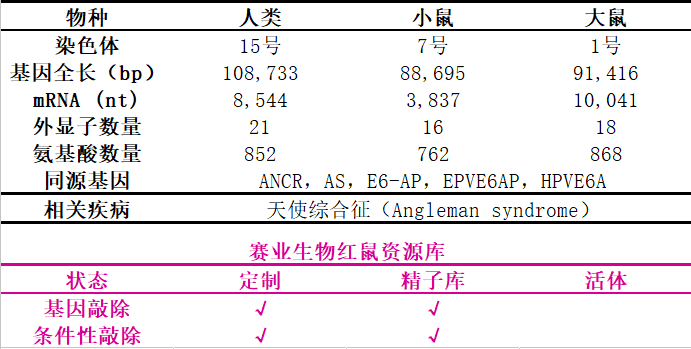 UBE3A基因敲除小鼠与天使综合征