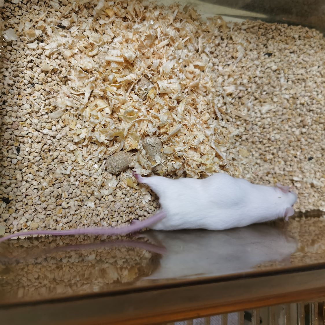 荷瘤裸鼠动物模型构建