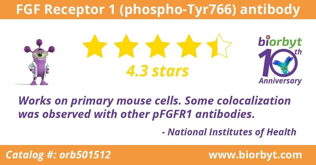 【Biorbyt 4.3星产品】FGF Receptor 1 (phospho-Tyr766) antibody (Biotin)