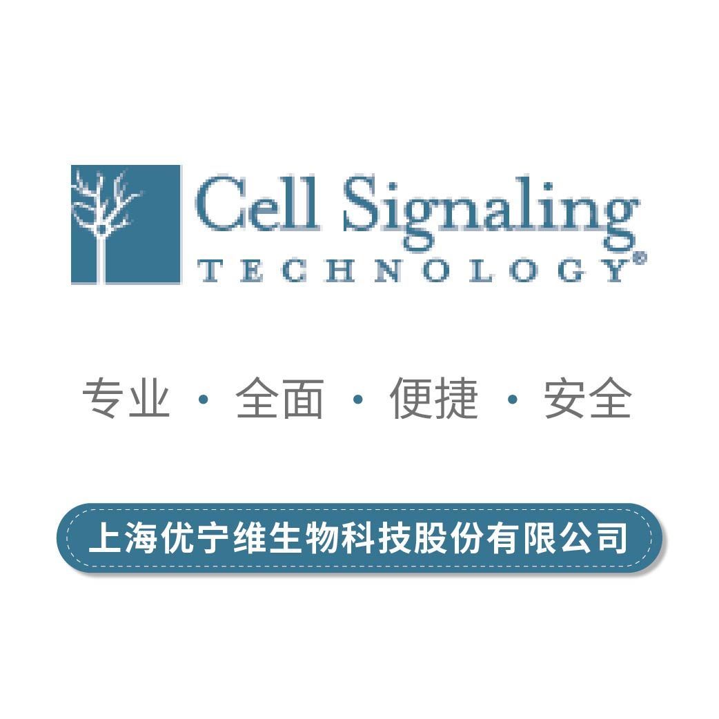 Cell Signaling CST 一抗 2869S Syntaxin 6 (C34B2) Rabbit mAb