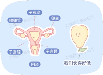 杭州贝瑞斯美华妇儿医院：「宫颈糜烂」有关科普