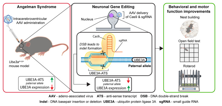 UBE3A基因敲除小鼠与天使综合征