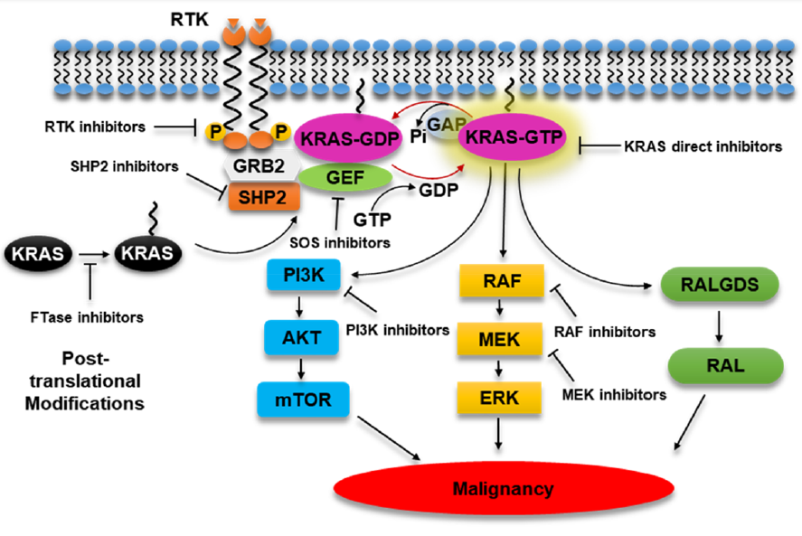 FDA 认定！KRAS 靶点将摆脱“不可成药”困境