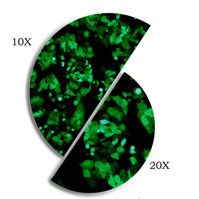 慢病毒介导的稳转株构建服务