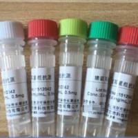 小鼠抗HSA单克隆抗体