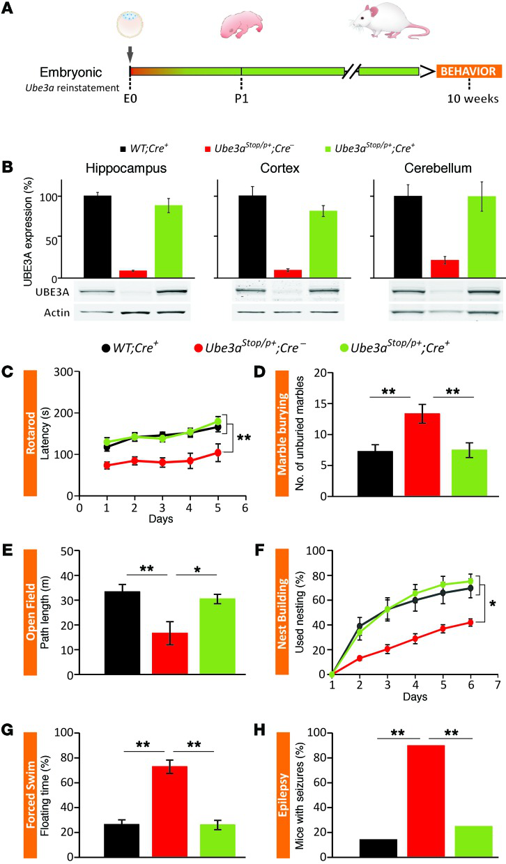 UBE3A基因敲除小鼠与天使综合征