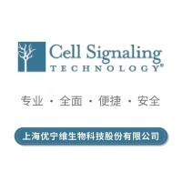 Cell Signaling CST 一抗 12912S IL-6 (D5W4V) XP® Rabbit mAb (Mouse Specific)
