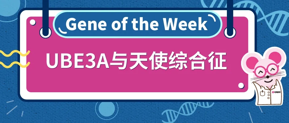 UBE3A基因敲除小鼠与天使综合征