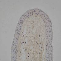 免疫组化技术服务