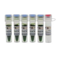 Easy-Load™ Plant Direct PCR Master Mix (2X)