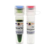 Easy-Load™ Blood Direct PCR Master Mix (HF, 2X)