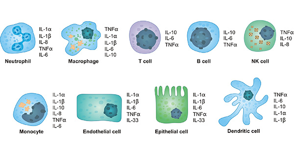 生成细胞因子的主要细胞类型