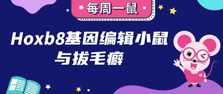 Hoxb8基因敲除小鼠与拔毛癖